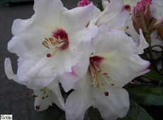 Rhododendron Hybride 'Blueshine Girl'
