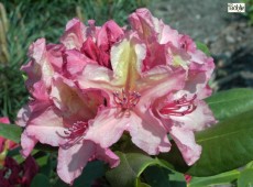 Rhododendron Hybride 'Brasilia'