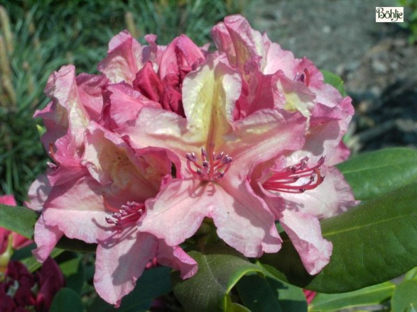 Rhododendron Hybride 'Brasilia'