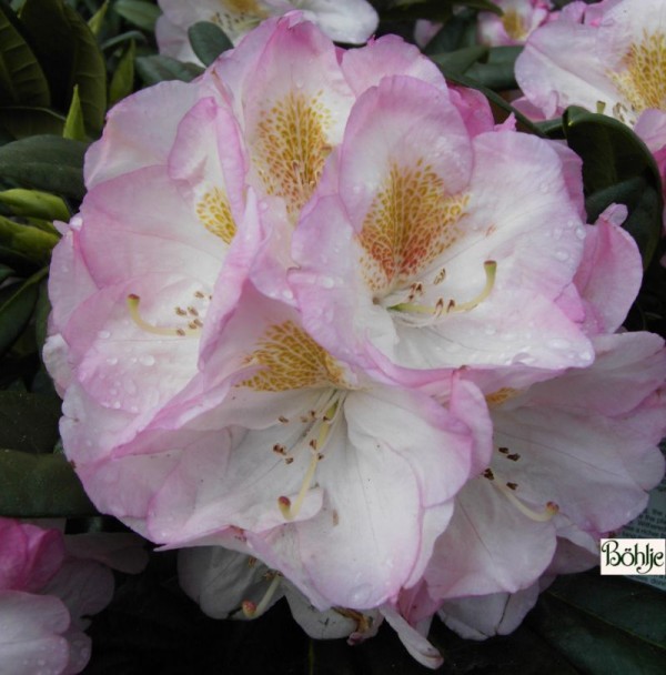 Rhododendron insigne 'Brigitte'