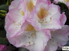 Rhododendron insigne 'Brigitte'