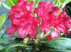 Rhododendron Hybride 'Busuki'