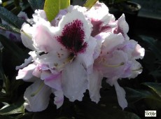 Rhododendron Hybride 'Calsap'