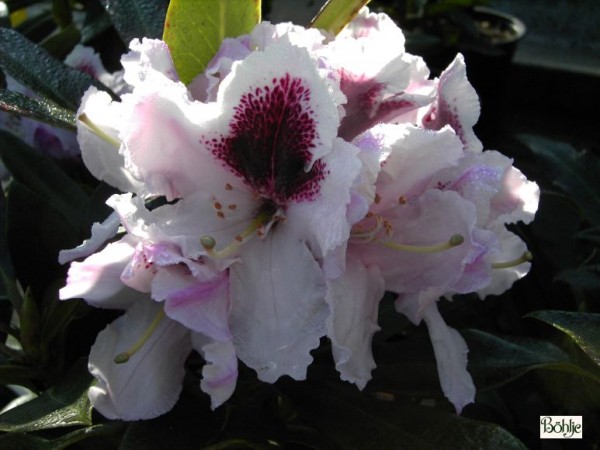 Rhododendron Hybride 'Calsap'
