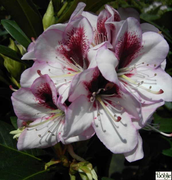 Rhododendron Hybride 'Cassata'