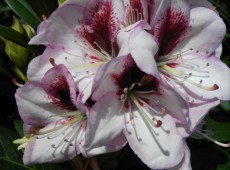 Rhododendron Hybride 'Cassata'