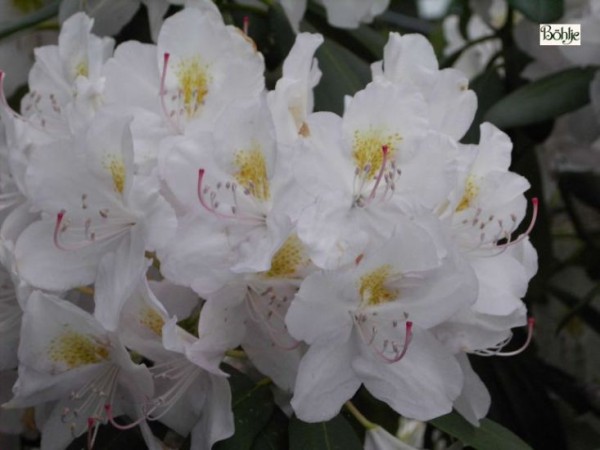 Rhododendron Hybride 'Catawbiense Album'