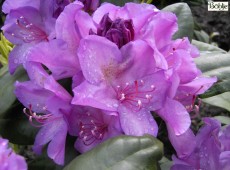 Rhododendron Hybride 'Catawbiense Boursault'