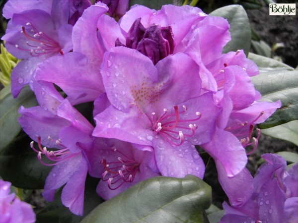 Rhododendron Hybride 'Catawbiense Boursault'