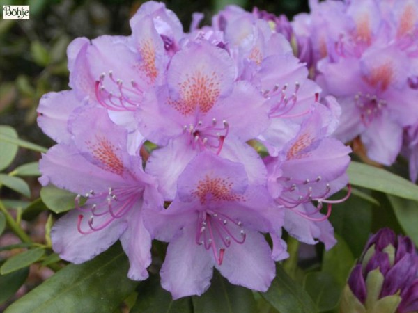 Rhododendron Hybride 'Catawbiense Grandiflorum'