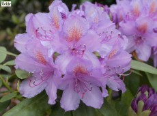 Rhododendron Hybride 'Catawbiense Grandiflorum'