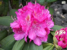 Rhododendron Hybride 'Catharine van Tol'