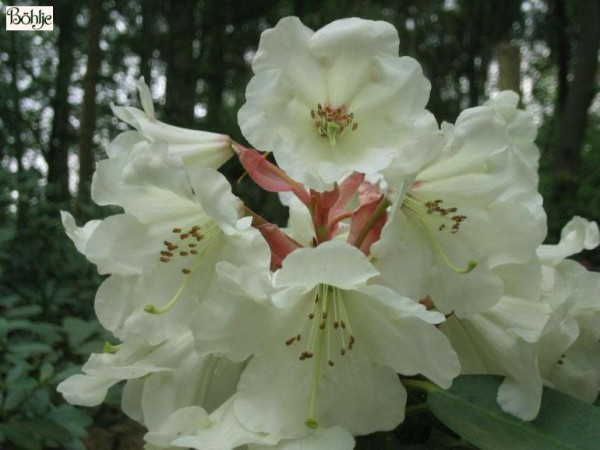 Rhododendron Hybride 'China'