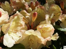 Rhododendron Hybride 'Christian'