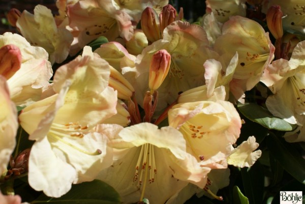 Rhododendron Hybride 'Christian'