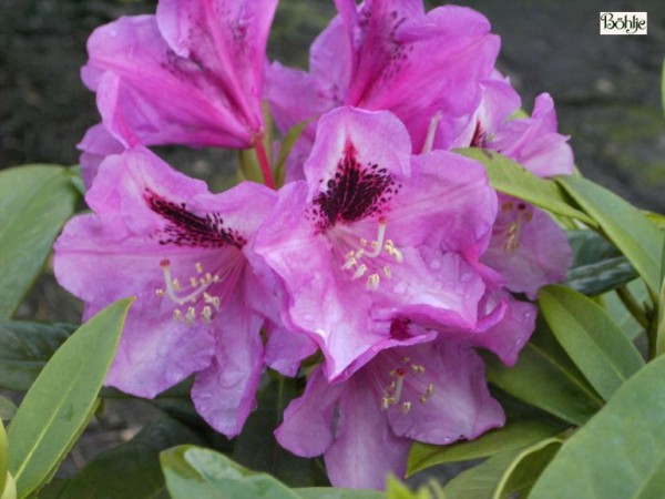 Rhododendron Hybride 'Christiane Herzog'