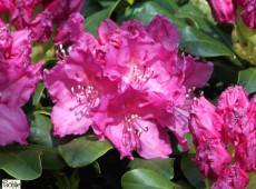 Rhododendron Hybride 'Claudine'