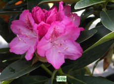 Rhododendron Hybride 'Constanze'