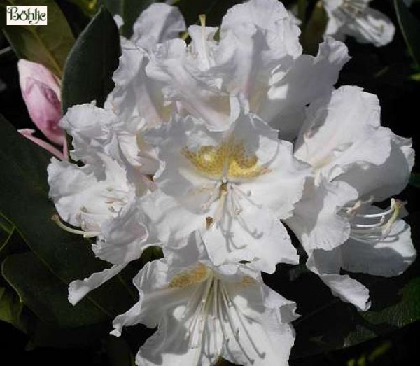 Rhododendron Hybride 'Cunninham's White'