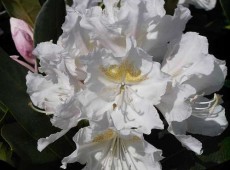 Rhododendron Hybride 'Cunninham's White'