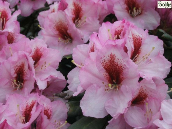 Rhododendron Hybride 'Diadem'