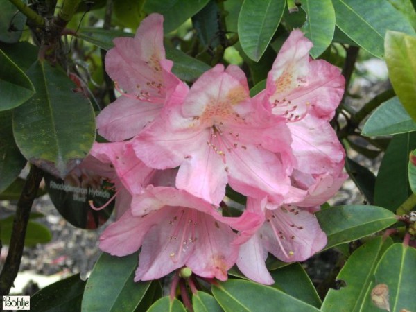 Rhododendron Hybride 'Diana'