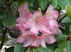 Rhododendron Hybride 'Diana'