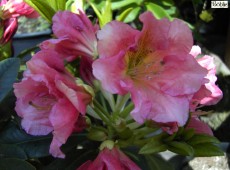 Rhododendron Hybride 'Dolcemente'