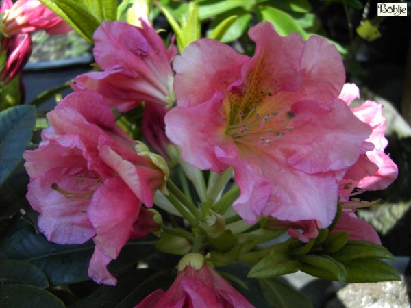 Rhododendron Hybride 'Dolcemente'