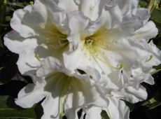 Rhododendron Hybride 'INKARHO - Dufthecke' weiß ®