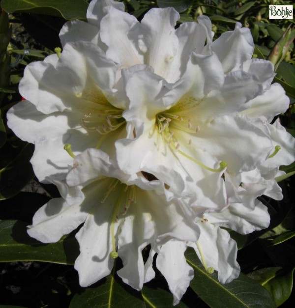 Rhododendron Hybride 'INKARHO - Dufthecke' weiß ®