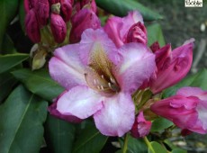 Rhododendron Hybride 'Duke of York'