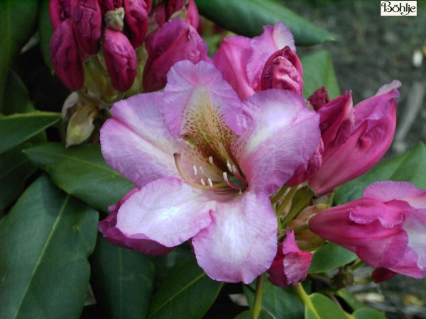 Rhododendron Hybride 'Duke of York'