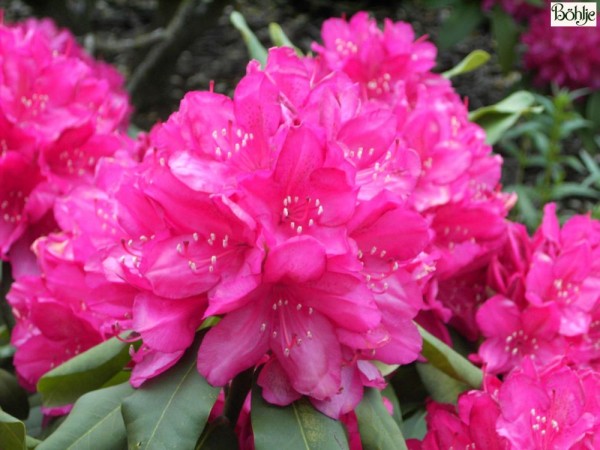 Rhododendron Hybride 'Edward S. Rand'