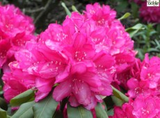 Rhododendron Hybride 'Edward S. Rand'