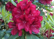 Rhododendron Hybride 'Erato' ®