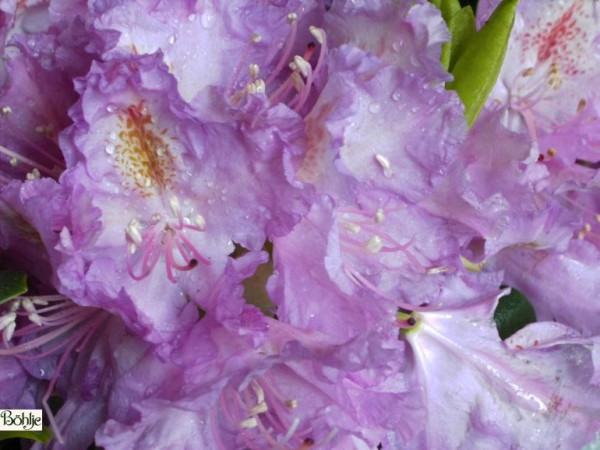 Rhododendron Hybride 'Everestianum'