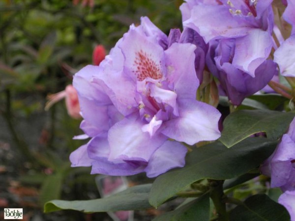 Rhododendron Hybride 'Fastuosum Flore Pleno'