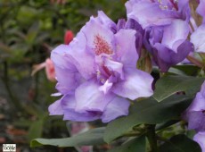 Rhododendron Hybride 'Fastuosum Flore Pleno'