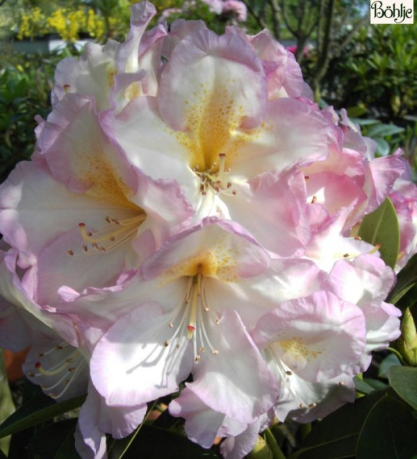 Rhododendron Hybride 'Feenschleier'