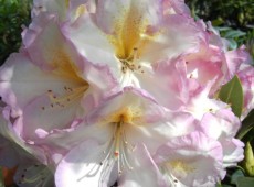 Rhododendron Hybride 'Feenschleier'