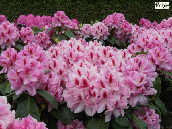 Rhododendron Hybride 'Furnivall's Daughter'