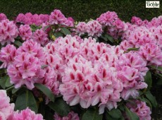 Rhododendron Hybride 'Furnivall's Daughter'