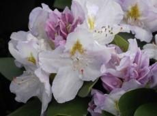 Rhododendron Hybride 'Genoveva'