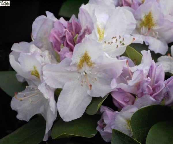 Rhododendron Hybride 'Genoveva'