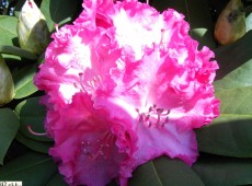 Rhododendron Hybride 'Germania' ®