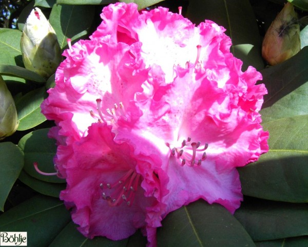 Rhododendron Hybride 'Germania' ®