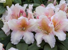 Rhododendron Hybride 'Gloria'