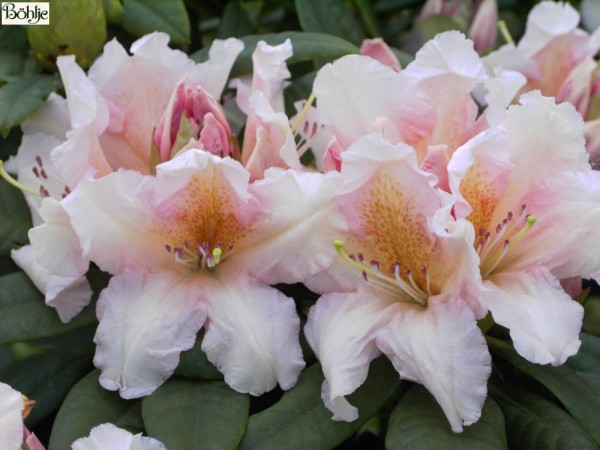 Rhododendron Hybride 'Gloria'