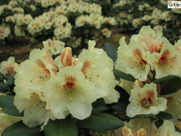 Rhododendron Hybride 'Goldbukett'